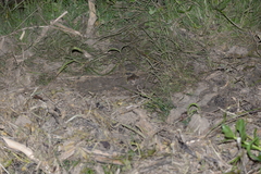 Fejervarya multistriata