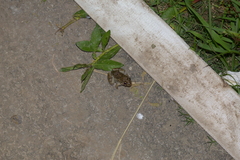 Fejervarya multistriata