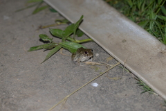 Fejervarya multistriata