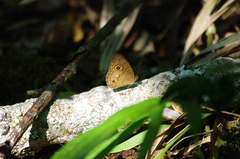 Heteropsis subsimilis