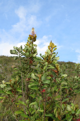 Oreocallis grandiflora, photograph 3