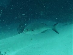 Kyphosus cornelii