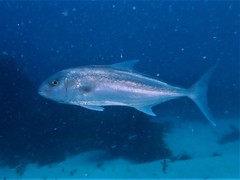 Seriola hippos