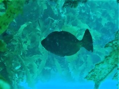 Meuschenia flavolineata