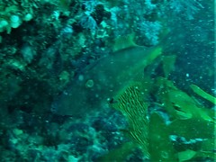 Meuschenia flavolineata