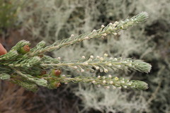 Phylica villosa