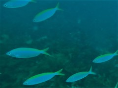 Caesioscorpis theagenes