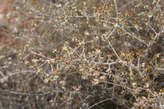 Helichrysum cylindriflorum