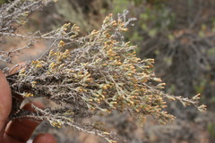 Helichrysum cylindriflorum