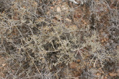 Helichrysum cylindriflorum