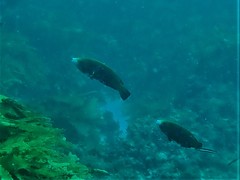 Anampses geographicus