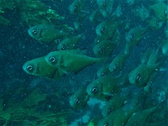 Pempheris klunzingeri