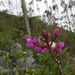 Epidendrum macrocyphum - Photo (c) Manuel Roncal, algunos derechos reservados (CC BY-NC), subido por Manuel Roncal