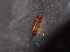 Colobopsis
