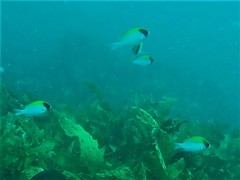 Chromis klunzingeri