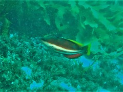 Pseudolabrus biserialis