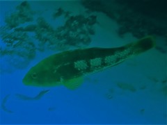 Notolabrus parilus