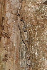 Hemidactylus mercatorius