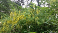 Laburnum