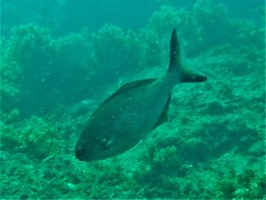 Kyphosus cornelii