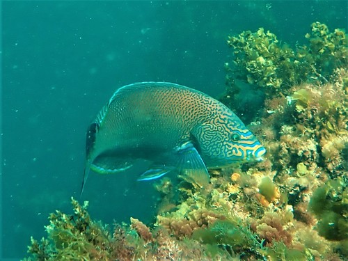 Geographic wrasse (Anampses geographicus) — Labridae — 4