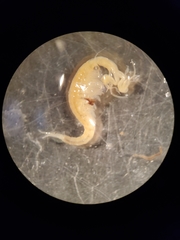 Streptocephalus texanus