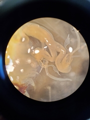 Streptocephalus texanus