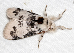 Iropoca rotundata