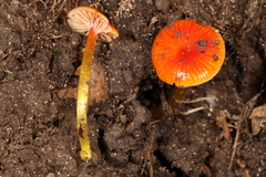 Hygrocybe minutula