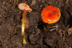 Hygrocybe minutula