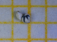 Quinqueloculina pseudobuchiana