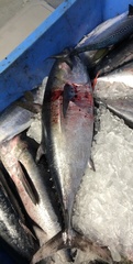Thunnus atlanticus