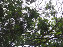 Magnoliopsida