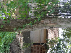 Magnoliopsida