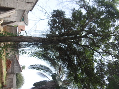 Magnoliopsida