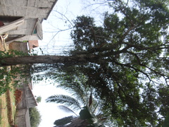 Magnoliopsida