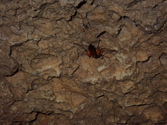 Diphyus quadripunctorius