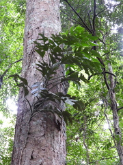 Monstera spruceana