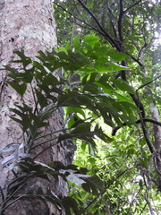 Monstera spruceana