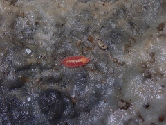 Androniscus dentiger