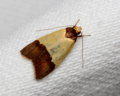Heteroteucha dichroella