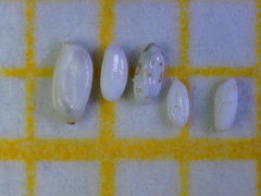 Quinqueloculina