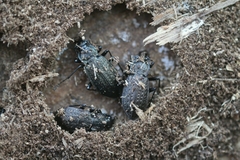 Carabus granulatus interstitialis