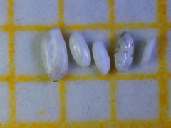 Quinqueloculina