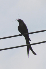 Dicrurus macrocercus