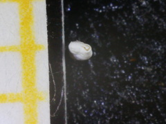 Quinqueloculina