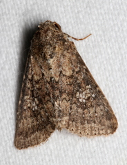 Condica aroana