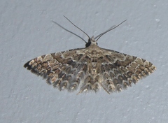 Alucita palodactyla
