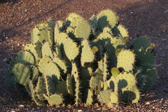 Opuntia discata