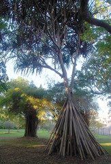 Pandanus papuanus